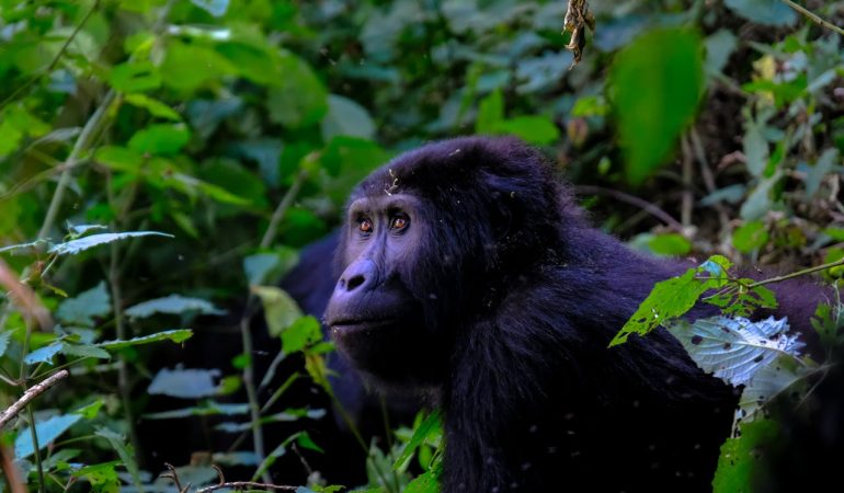 Gorilla Trekking Safaris