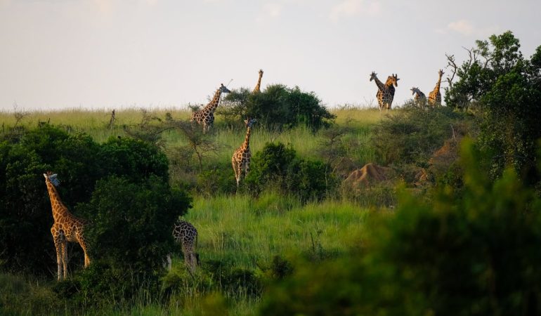 Rwenzori Highlands and Wildlife Safari